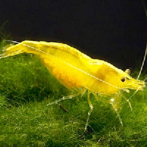 Neocaridina cherry yellow - Cherry shrimp yellow (1.5 - 2 cm)